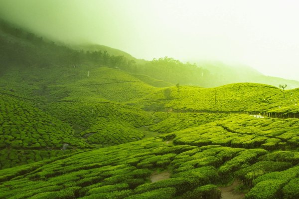 Comment trouver une croisière qui propose des excursions pour découvrir les plantations de thé au Sri Lanka?